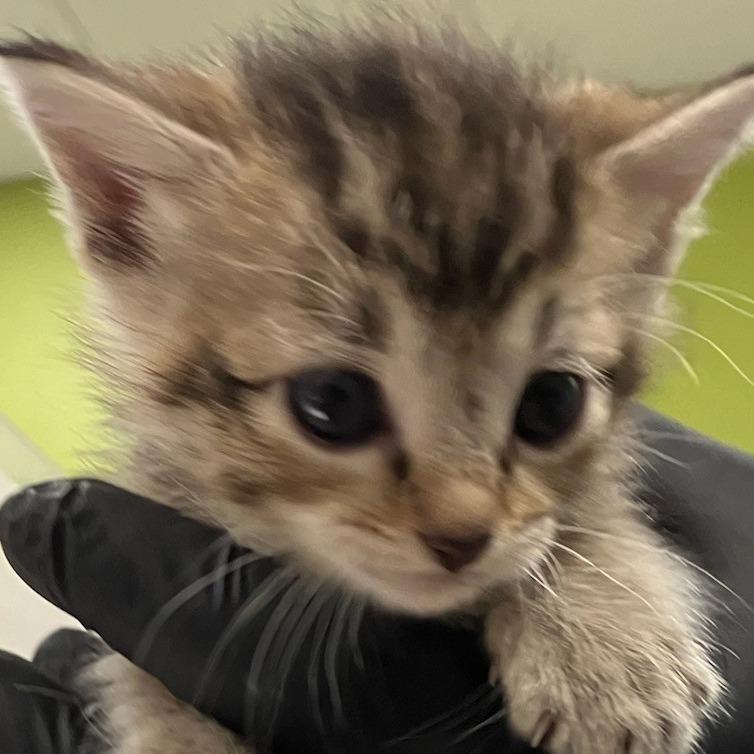 Enlarge Louise, a Adoptable Domestic Short Hair in Las Cruces, NM image 4/4