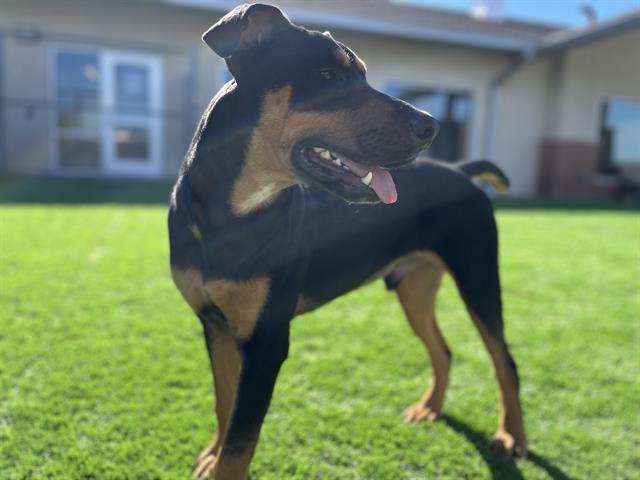 GRAVY DAVEY, Adoptable, Young Male Doberman Pinscher & Mixed Breed.