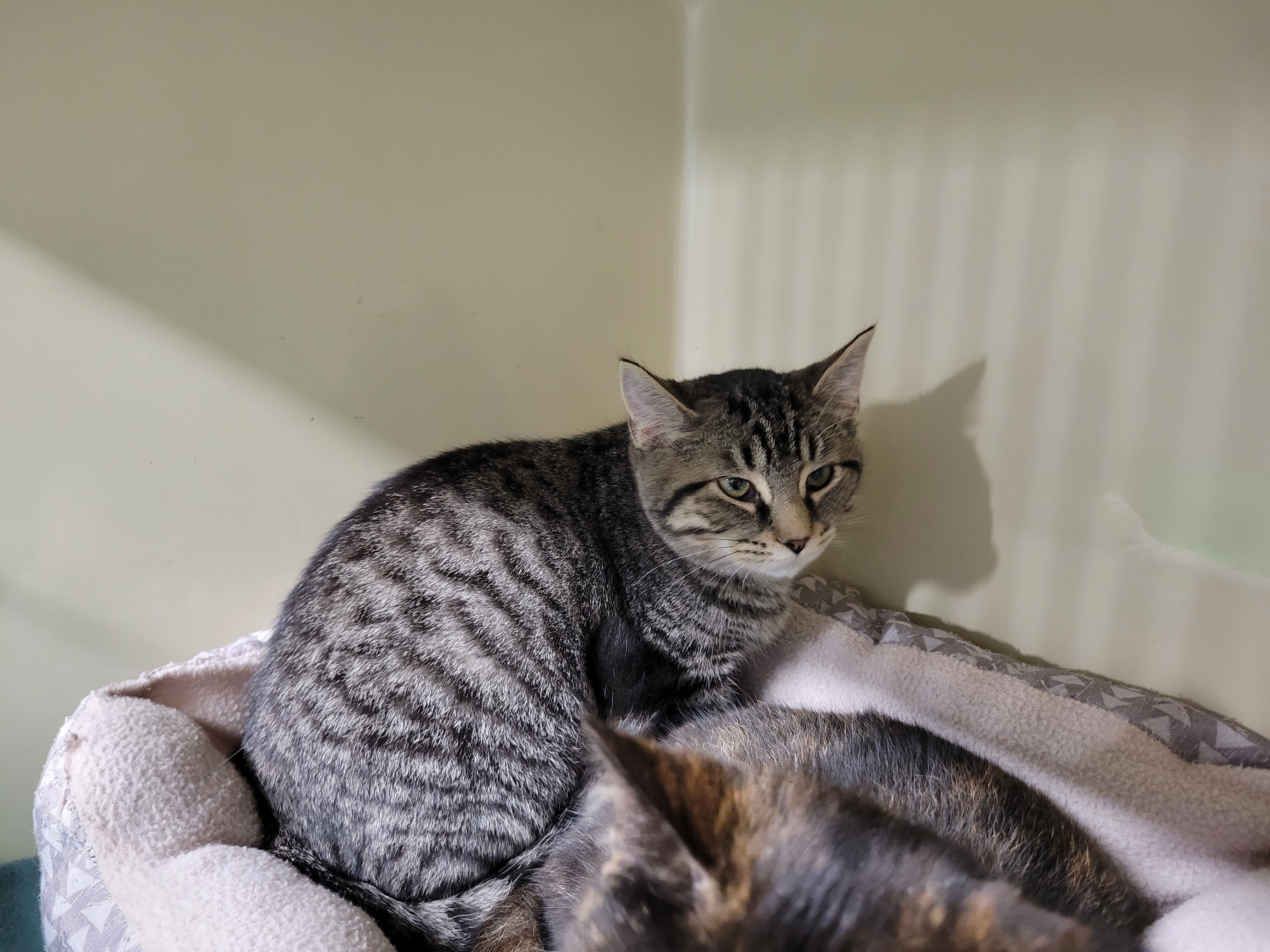 Enlarge Jeanie, a Adoptable Domestic Short Hair in New Martinsville, WV image 1/8