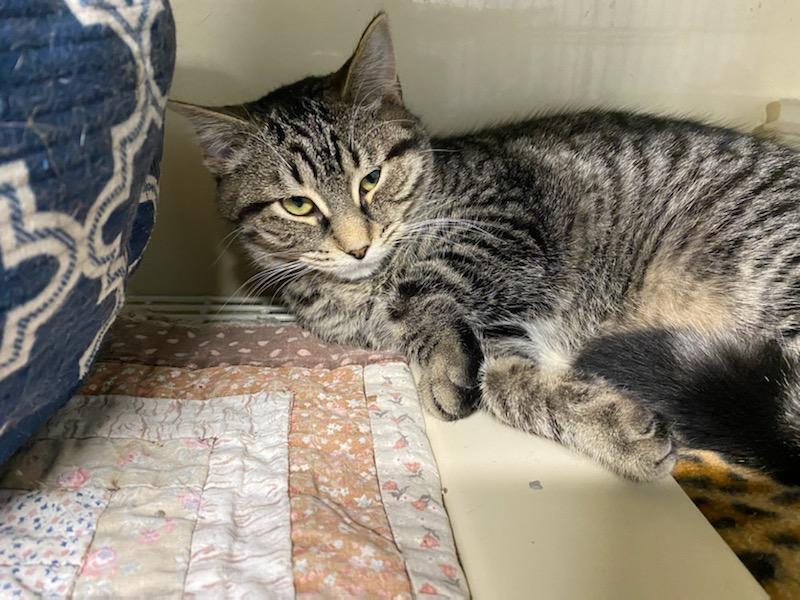 Enlarge Jeanie, a Adoptable Domestic Short Hair in New Martinsville, WV image 2/8