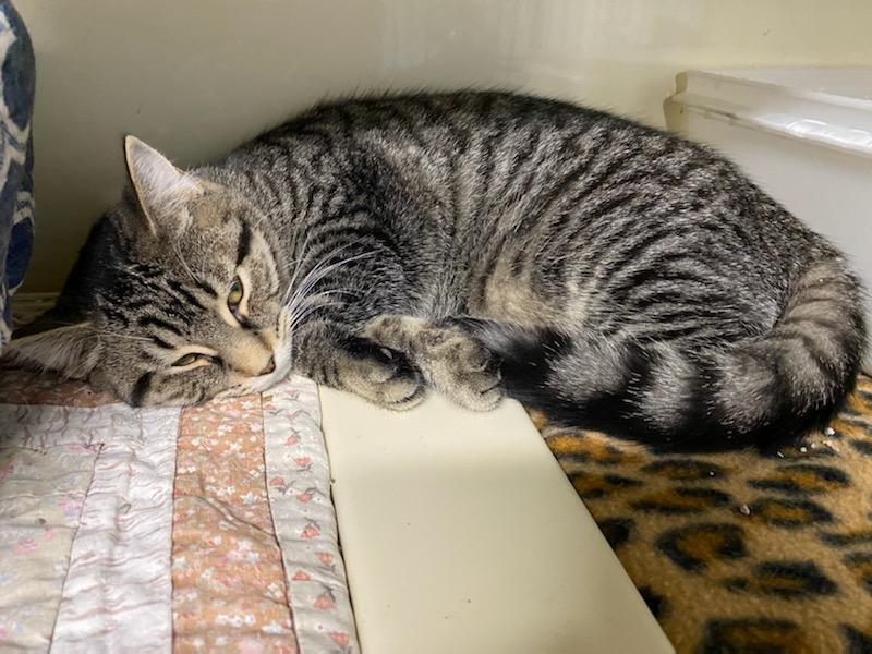 Enlarge Jeanie, a Adoptable Domestic Short Hair in New Martinsville, WV image 3/8