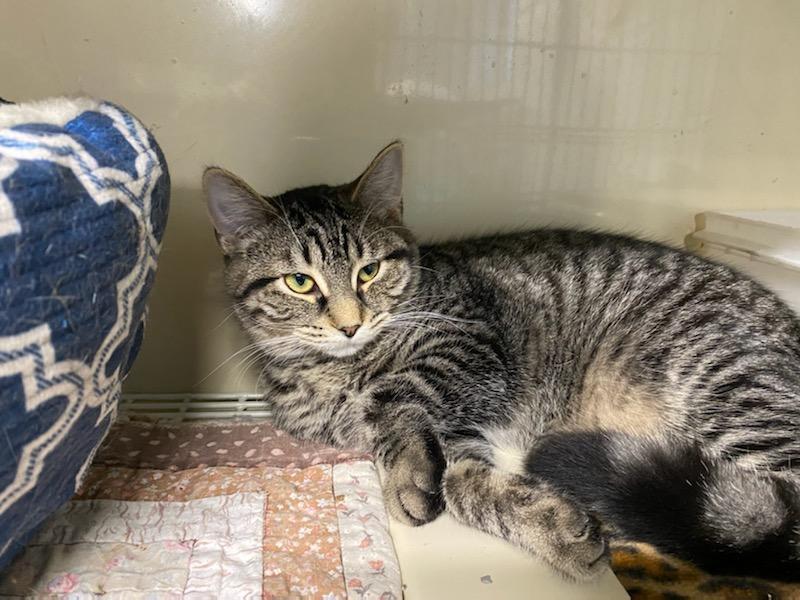 Enlarge Jeanie, a Adoptable Domestic Short Hair in New Martinsville, WV image 4/8