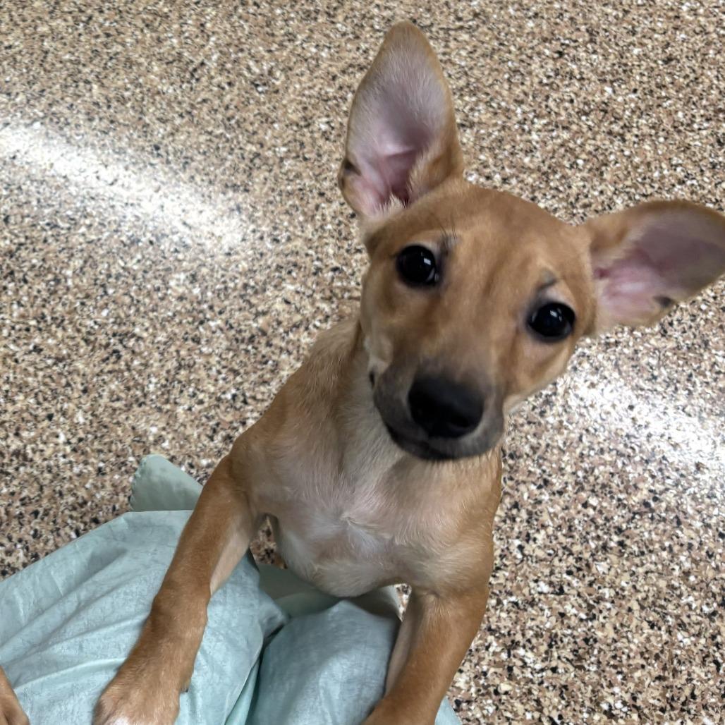 Morning Star, Adoptable, Puppy Female Chihuahua & Mixed Breed.