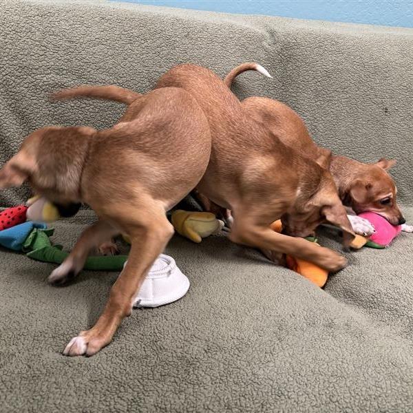 Morning Star, a Adoptable mixed breed in Tempe, AZ image 2/6