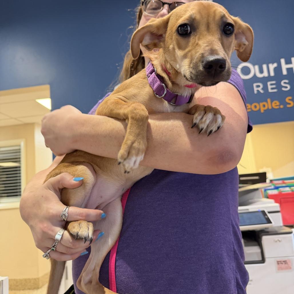 Morning Star, a Adoptable mixed breed in Tempe, AZ image 3/6