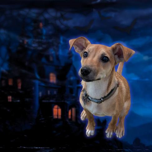 Enlarge Morning Star, a Adoptable mixed breed in Tempe, AZ image 3/6