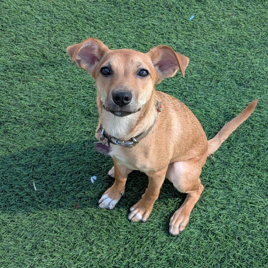 Enlarge Morning Star, a Adoptable mixed breed in Tempe, AZ image 4/6