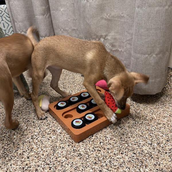 Morning Star, a Adoptable mixed breed in Tempe, AZ image 4/6