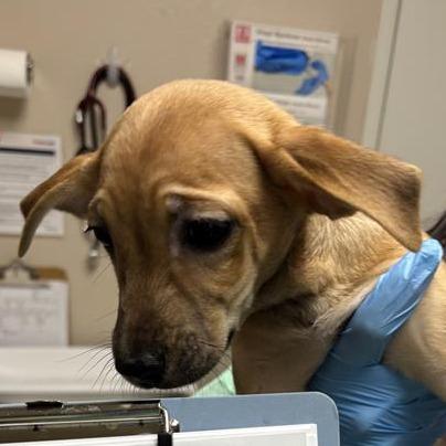 Morning Star, a Adoptable mixed breed in Tempe, AZ image 5/6
