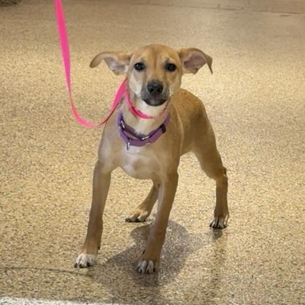 Enlarge Morning Star, a Adoptable mixed breed in Tempe, AZ image 5/6