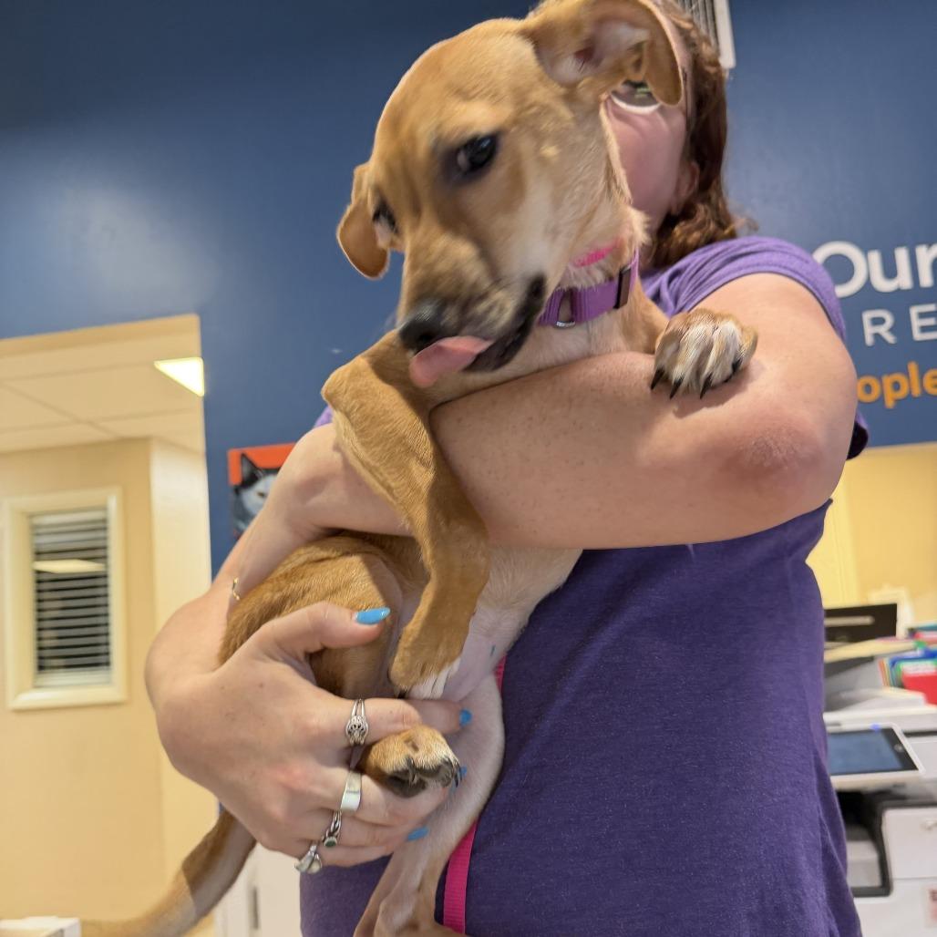Morning Star, a Adoptable mixed breed in Tempe, AZ image 6/6