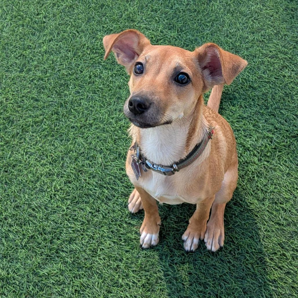 Enlarge Morning Star, a Adoptable mixed breed in Tempe, AZ image 6/6