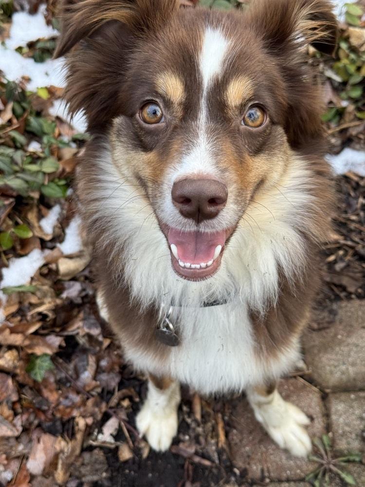 1035 Penny, Adopted, Young Female Australian Shepherd.
