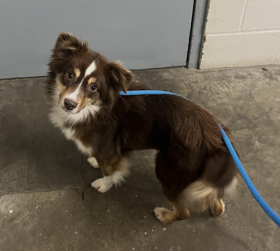 Enlarge 1035 Penny, a Adopted Australian Shepherd in Ringwood, IL image 1/1