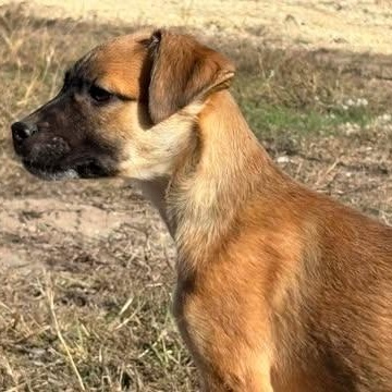 Enlarge Gomez, an adopted mixed breed in Center Point, TX image 3/4