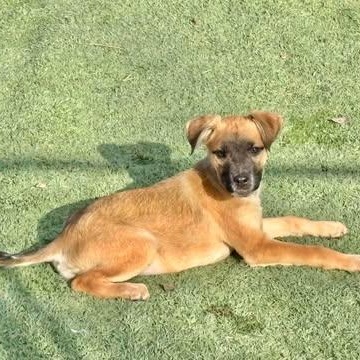 Enlarge Gomez, an adopted mixed breed in Center Point, TX image 2/4