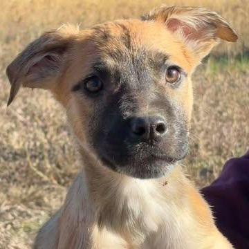 Gomez, adopted, Young Male Australian Cattle Dog / Blue Heeler.