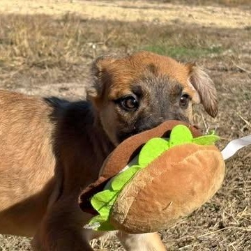 Enlarge Gomez, an adopted mixed breed in Center Point, TX image 4/4