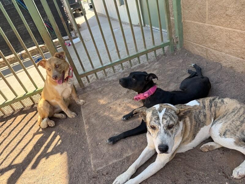 Karol, a Adoptable Mixed Breed in Hobbs, NM image 1/5