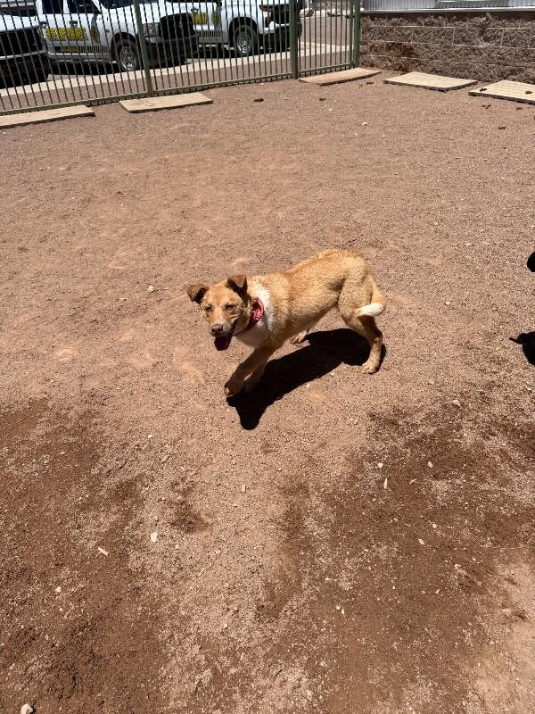 Karol, a Adoptable Mixed Breed in Hobbs, NM image 2/5