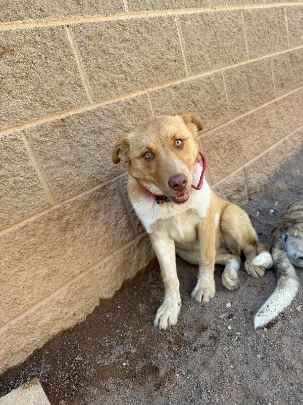 Karol, a Adoptable Mixed Breed in Hobbs, NM image 3/5