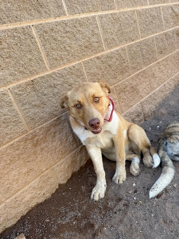 Karol, a Adoptable Mixed Breed in Hobbs, NM image 4/5
