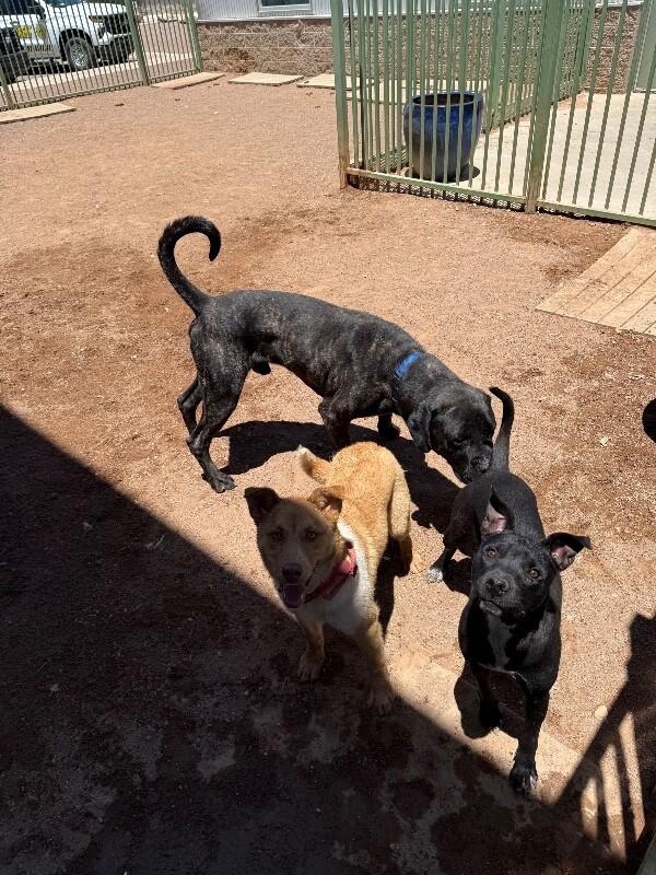Karol, a Adoptable Mixed Breed in Hobbs, NM image 5/5