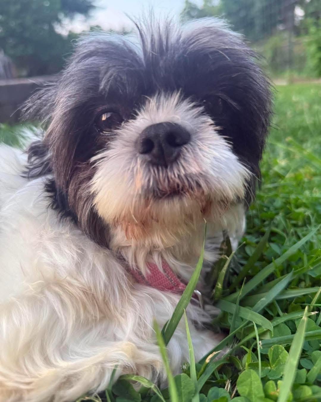 Sylvia, a Adoptable Shih Tzu in Richmond, KY image 1/2