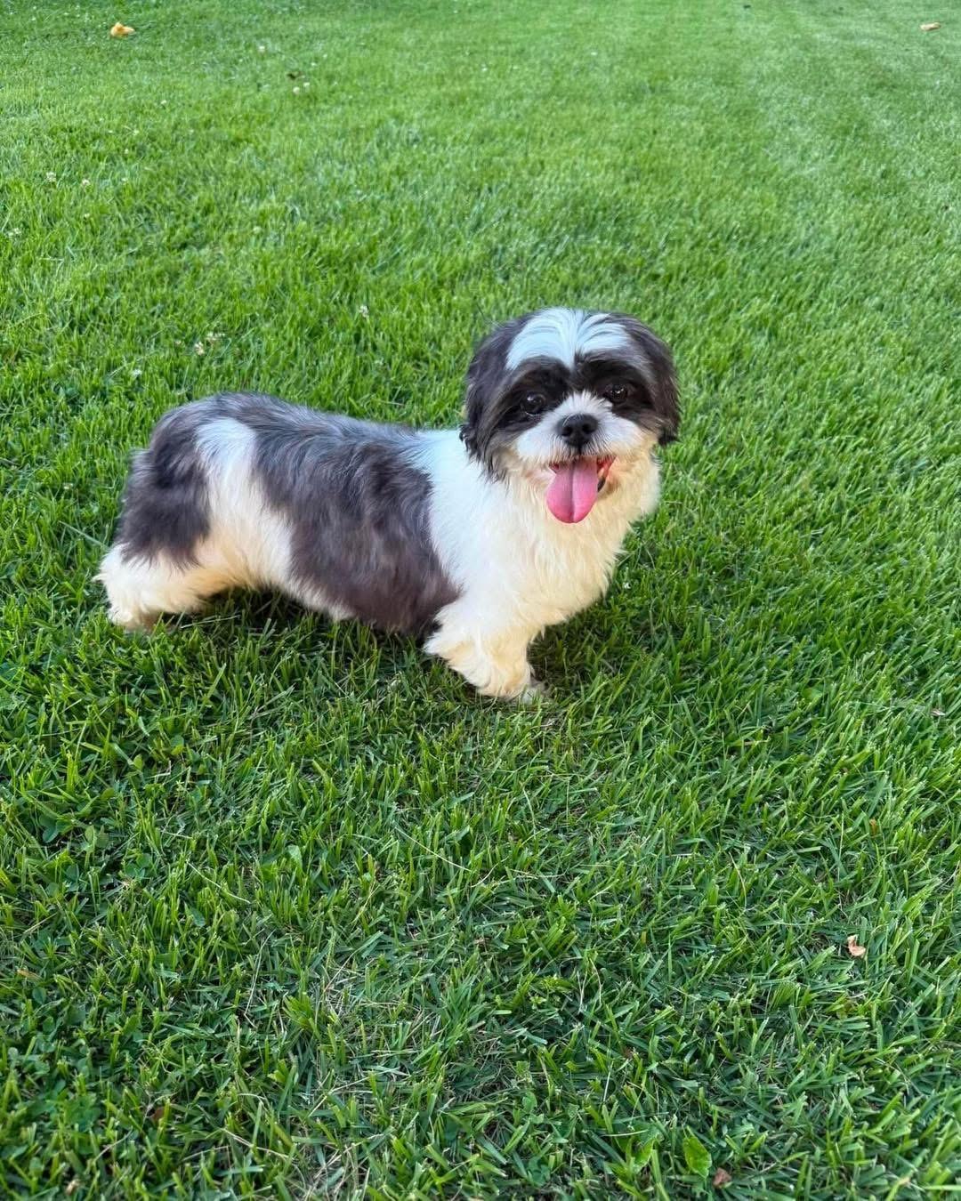 Sylvia, a Adoptable Shih Tzu in Richmond, KY image 2/2