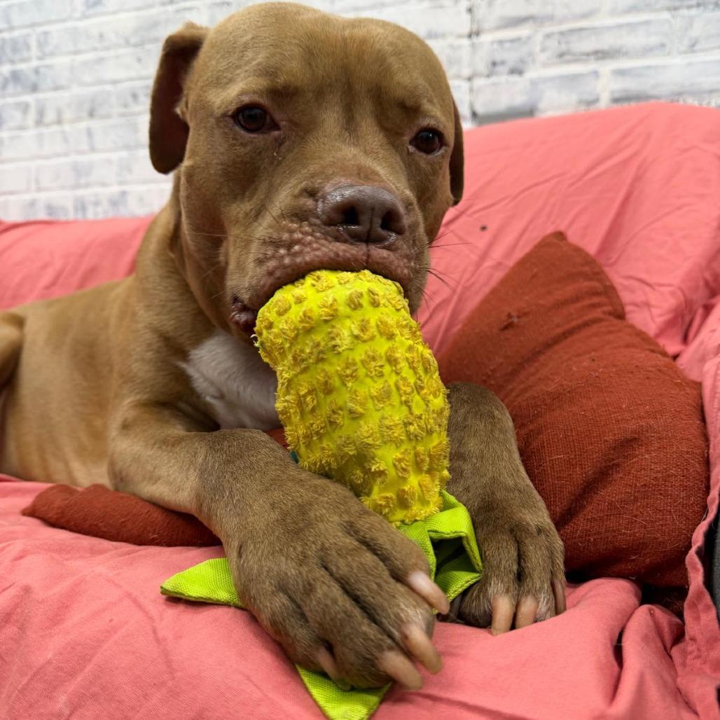 Pudding, a Adoptable Pit Bull Terrier in Lauderhill, FL image 1/6