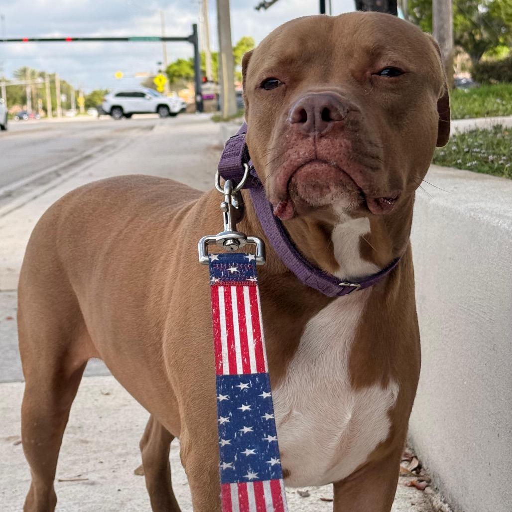 Pudding, a Adoptable Pit Bull Terrier in Lauderhill, FL image 2/6