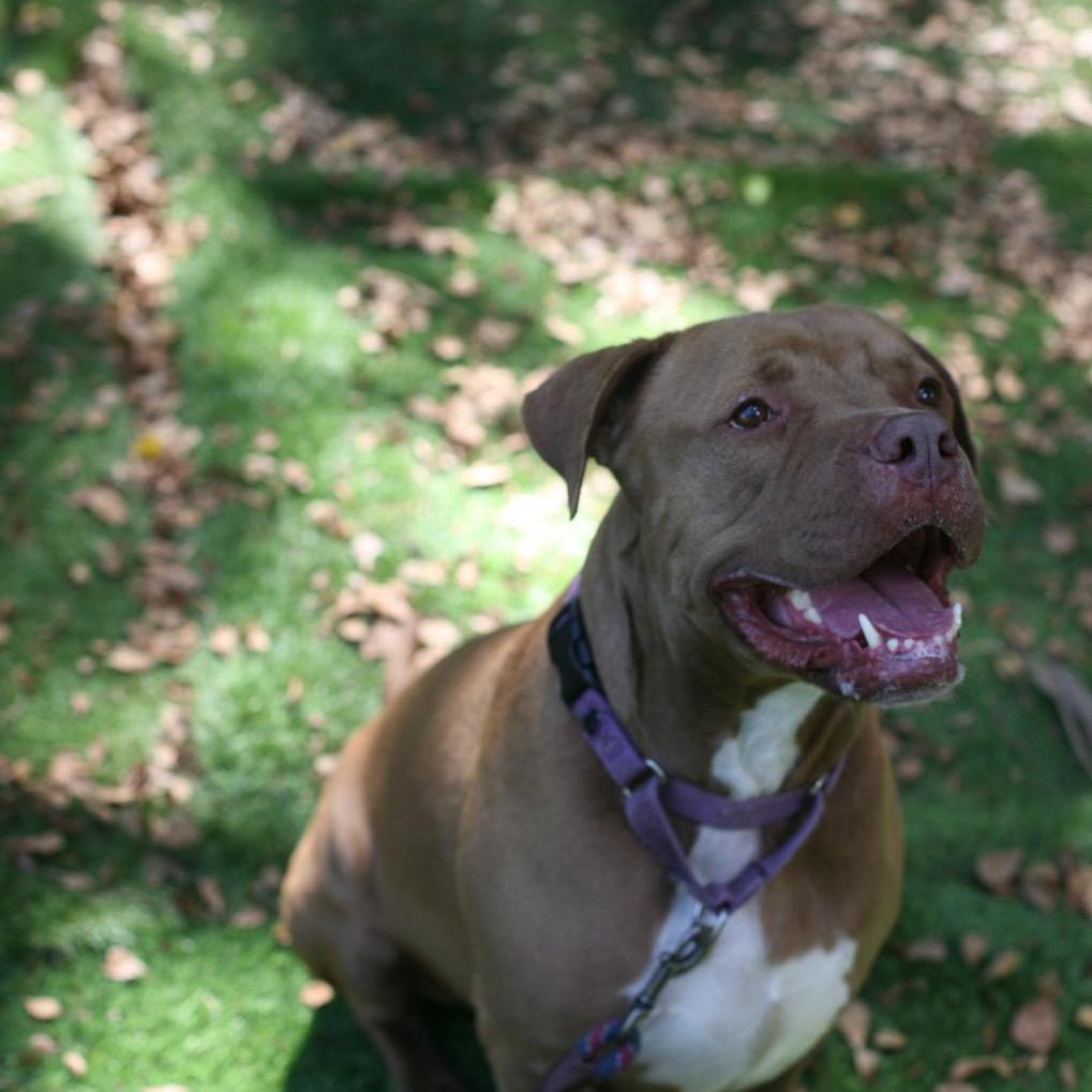 Pudding, a Adoptable Pit Bull Terrier in Lauderhill, FL image 3/6