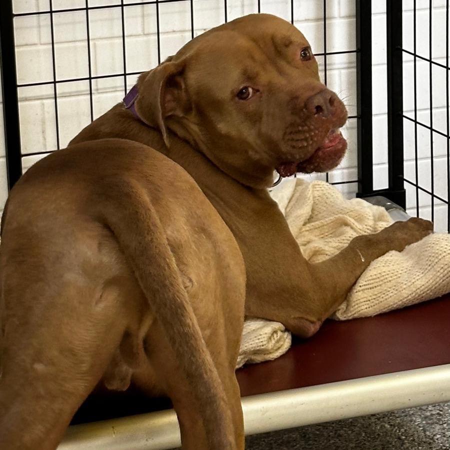 Pudding, a Adoptable Pit Bull Terrier in Lauderhill, FL image 4/6