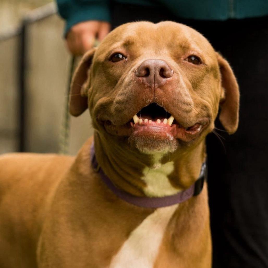 Pudding, a Adoptable Pit Bull Terrier in Lauderhill, FL image 5/6
