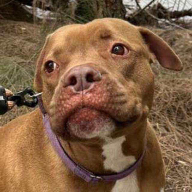 Pudding, a Adoptable Pit Bull Terrier in Lauderhill, FL image 6/6