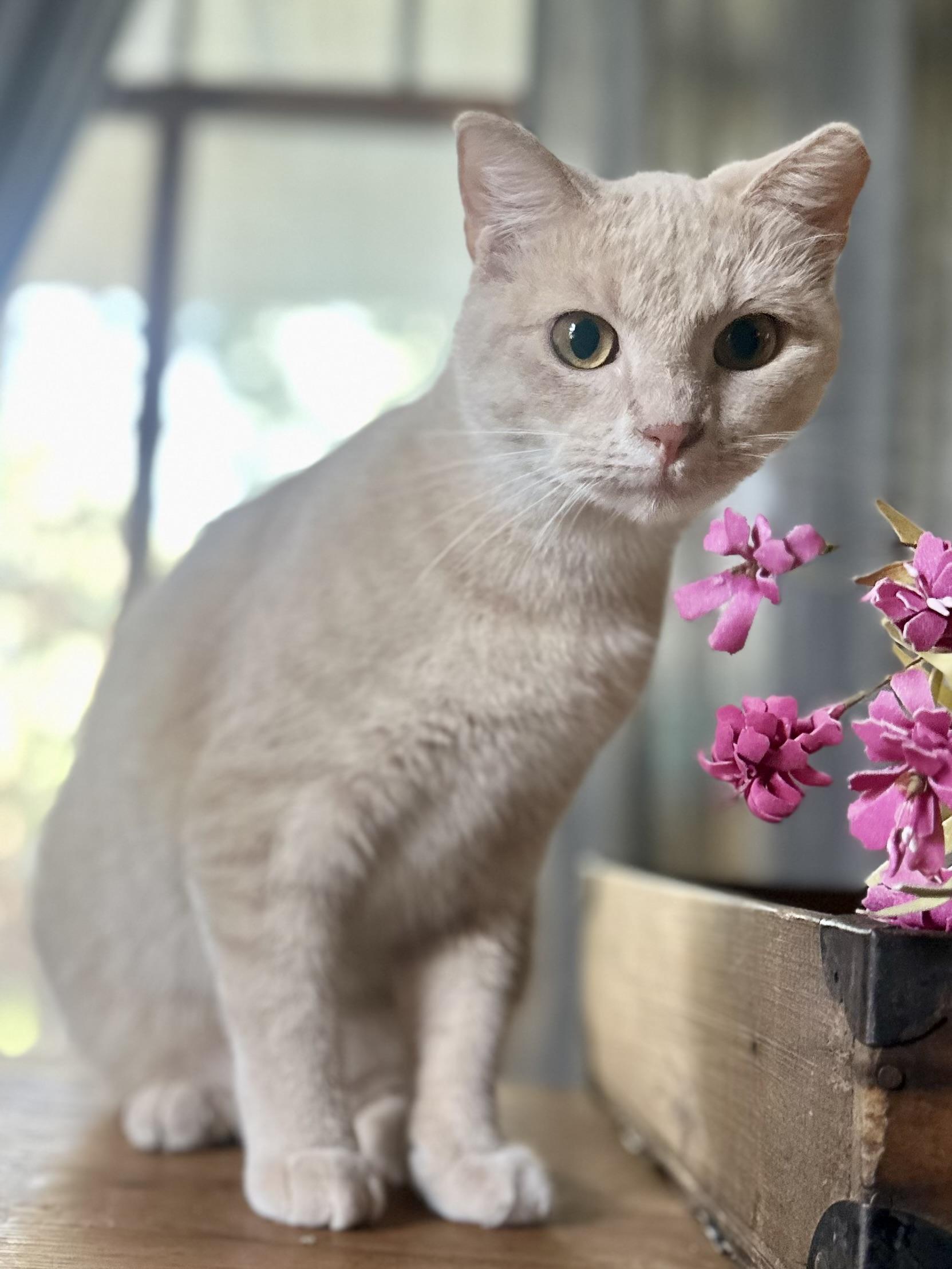 Enlarge Kayo Kitty, a Adoptable Domestic Short Hair in Whitewright, TX image 1/5