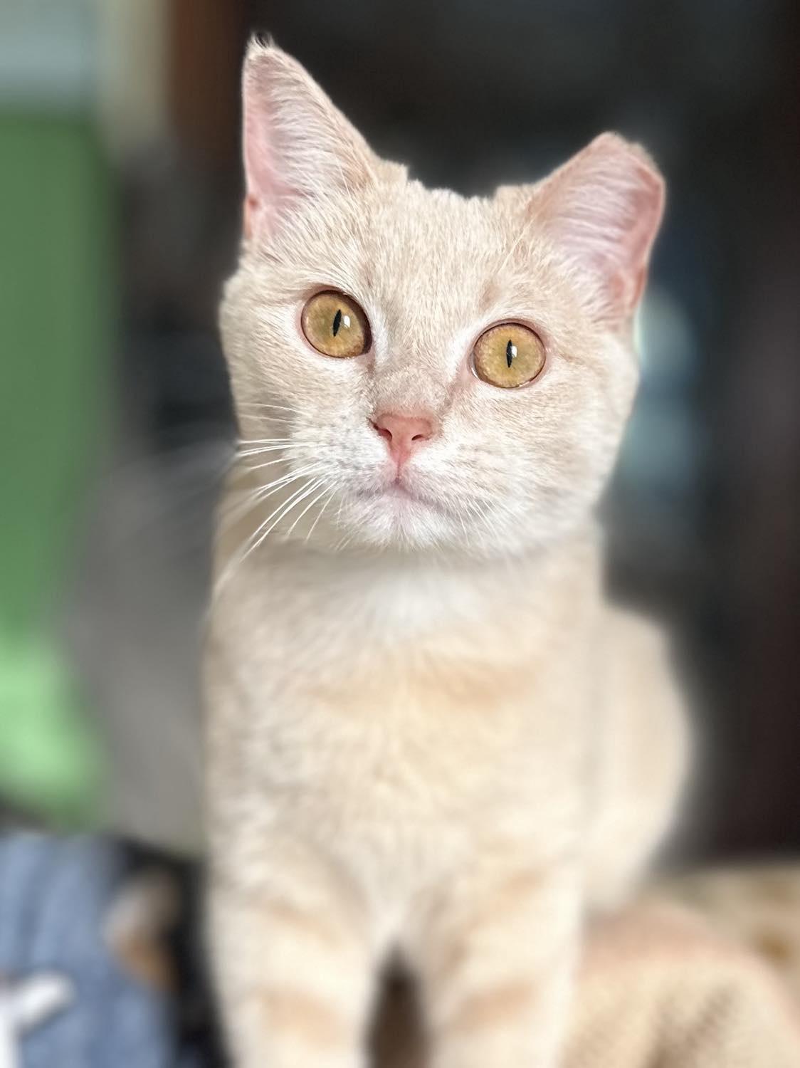 Enlarge Kayo Kitty, a Adoptable Domestic Short Hair in Whitewright, TX image 5/5