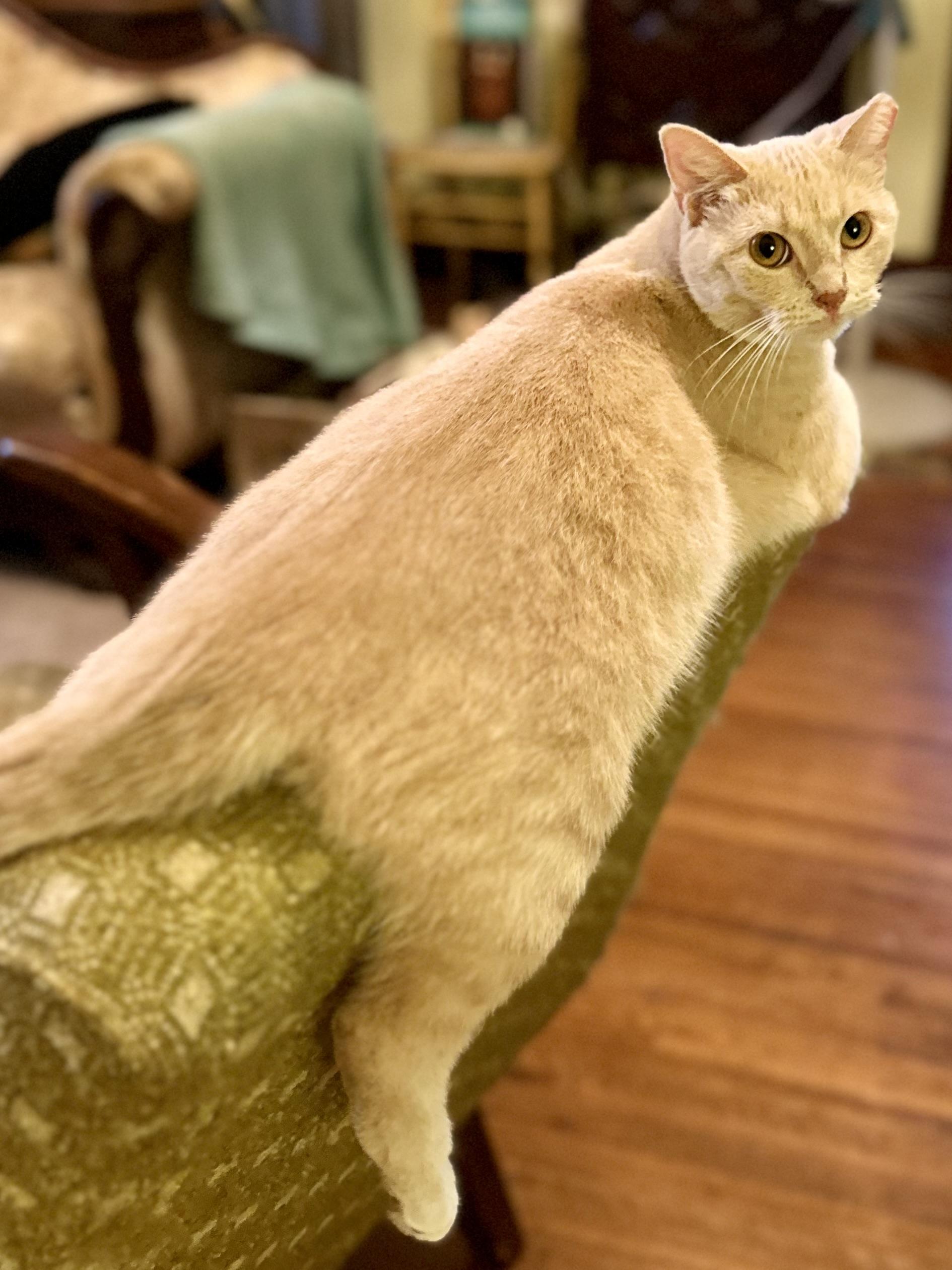 Enlarge Kayo Kitty, a Adoptable Domestic Short Hair in Whitewright, TX image 2/5