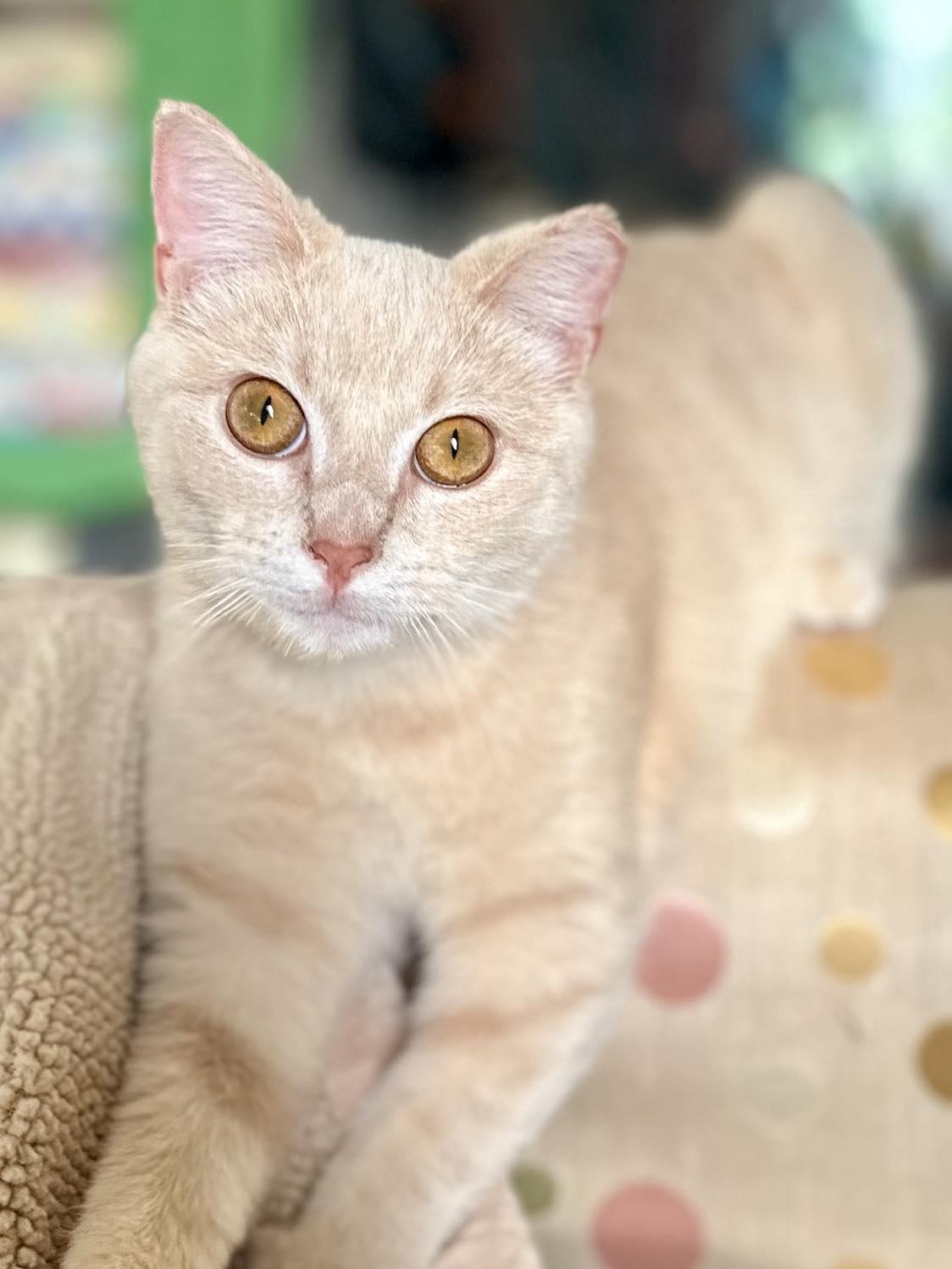 Kayo Kitty, Adoptable, Young Female Domestic Short Hair.