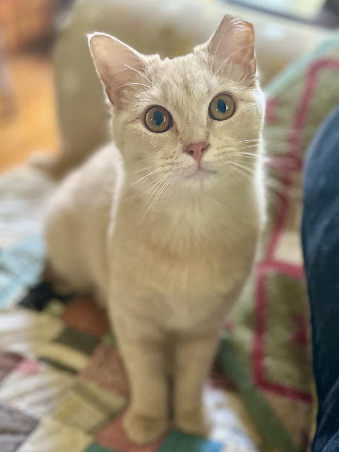 Enlarge Kayo Kitty, a Adoptable Domestic Short Hair in Whitewright, TX image 4/5