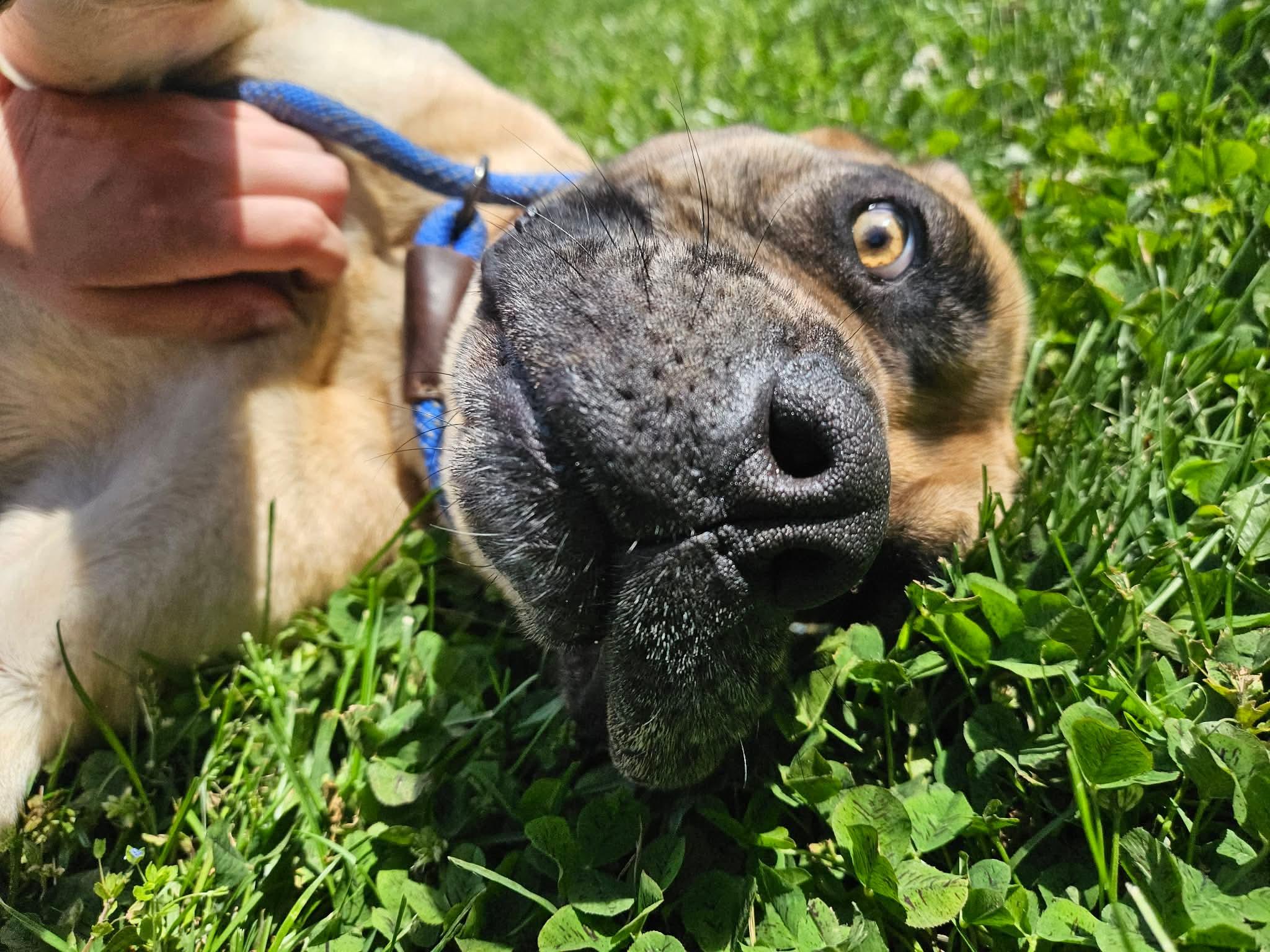 Enlarge Tulip, a ADOPTABLE mixed breed in Culpeper, VA image 3/6
