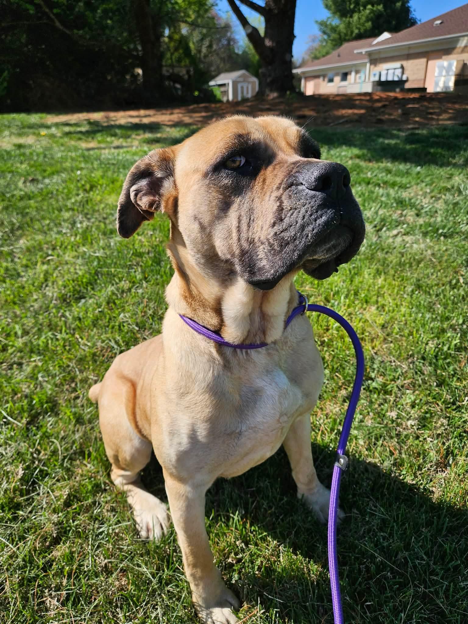 Enlarge Tulip, a ADOPTABLE Boerboel in Culpeper, VA image 4/4