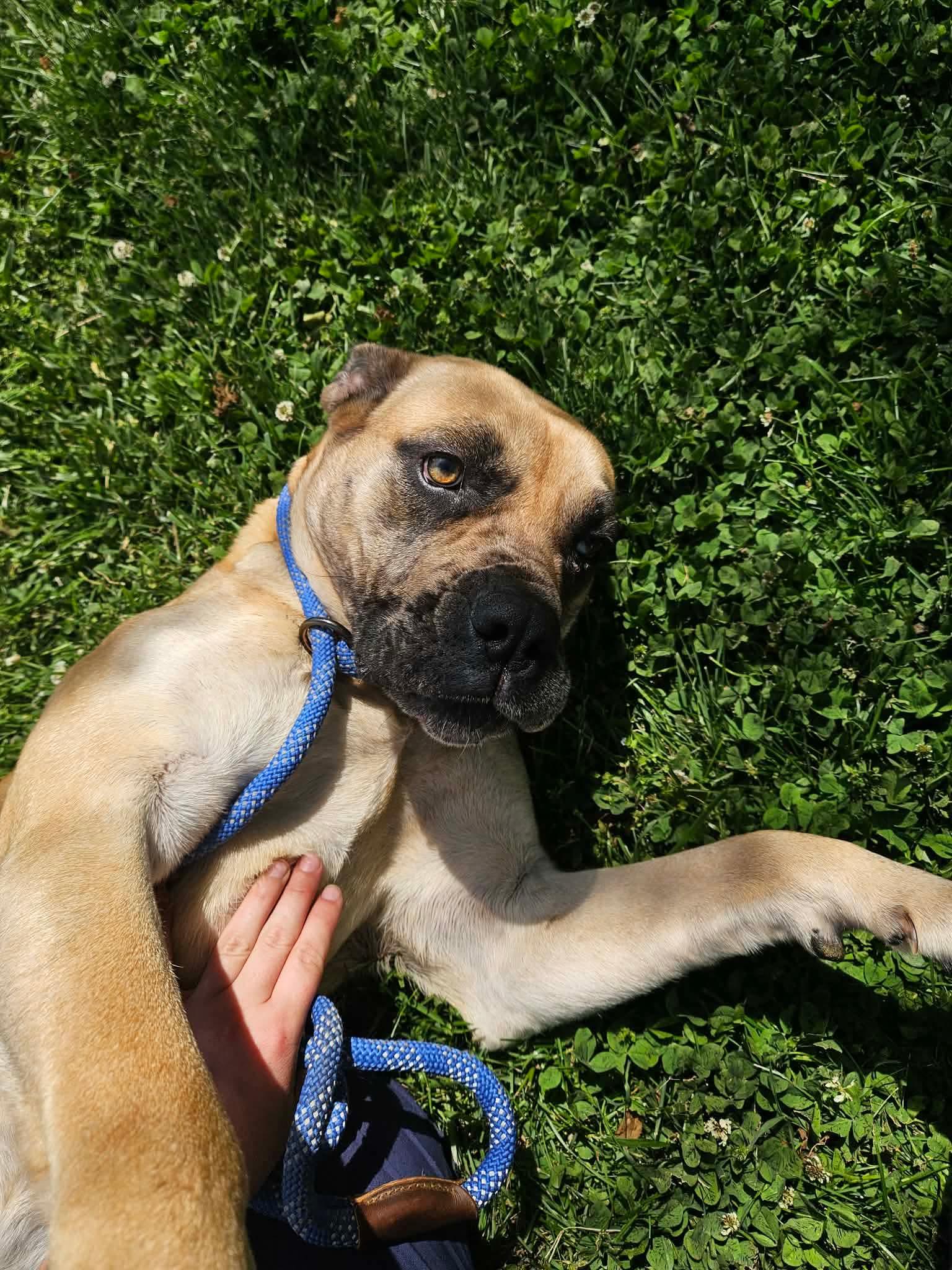 Enlarge Tulip, a ADOPTABLE mixed breed in Culpeper, VA image 6/6