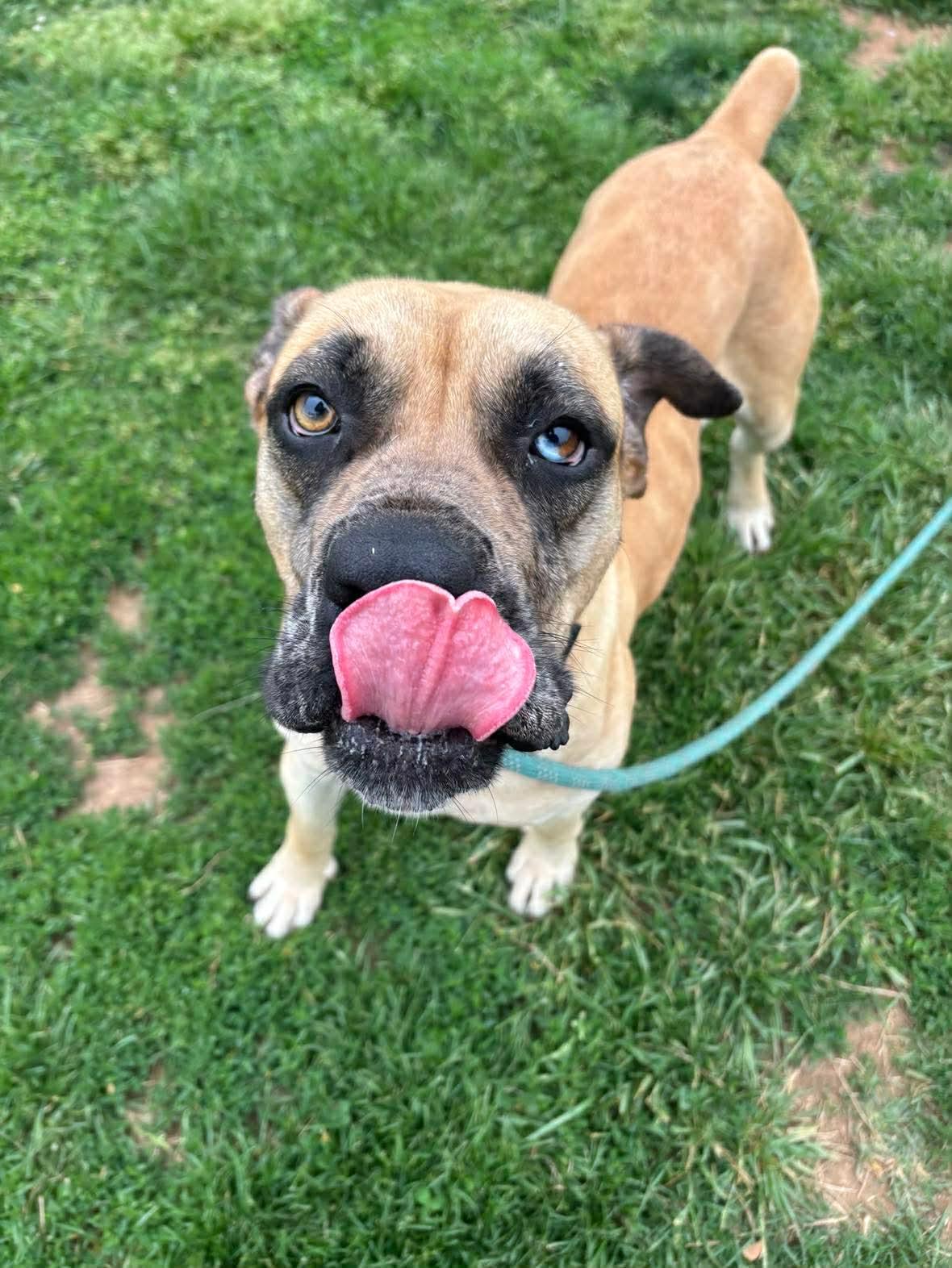 Enlarge Tulip, a ADOPTABLE mixed breed in Culpeper, VA image 1/3