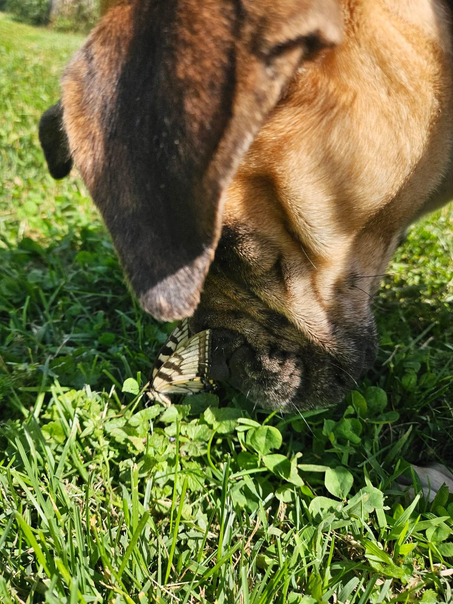 Enlarge Tulip, a ADOPTABLE mixed breed in Culpeper, VA image 5/6
