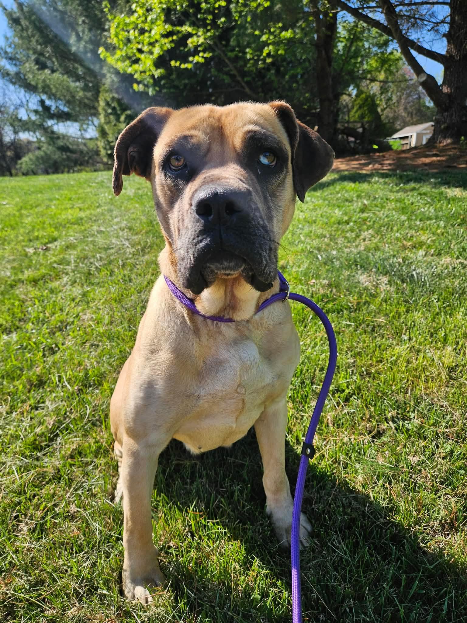 Tulip, ADOPTABLE, Young Female Boerboel.