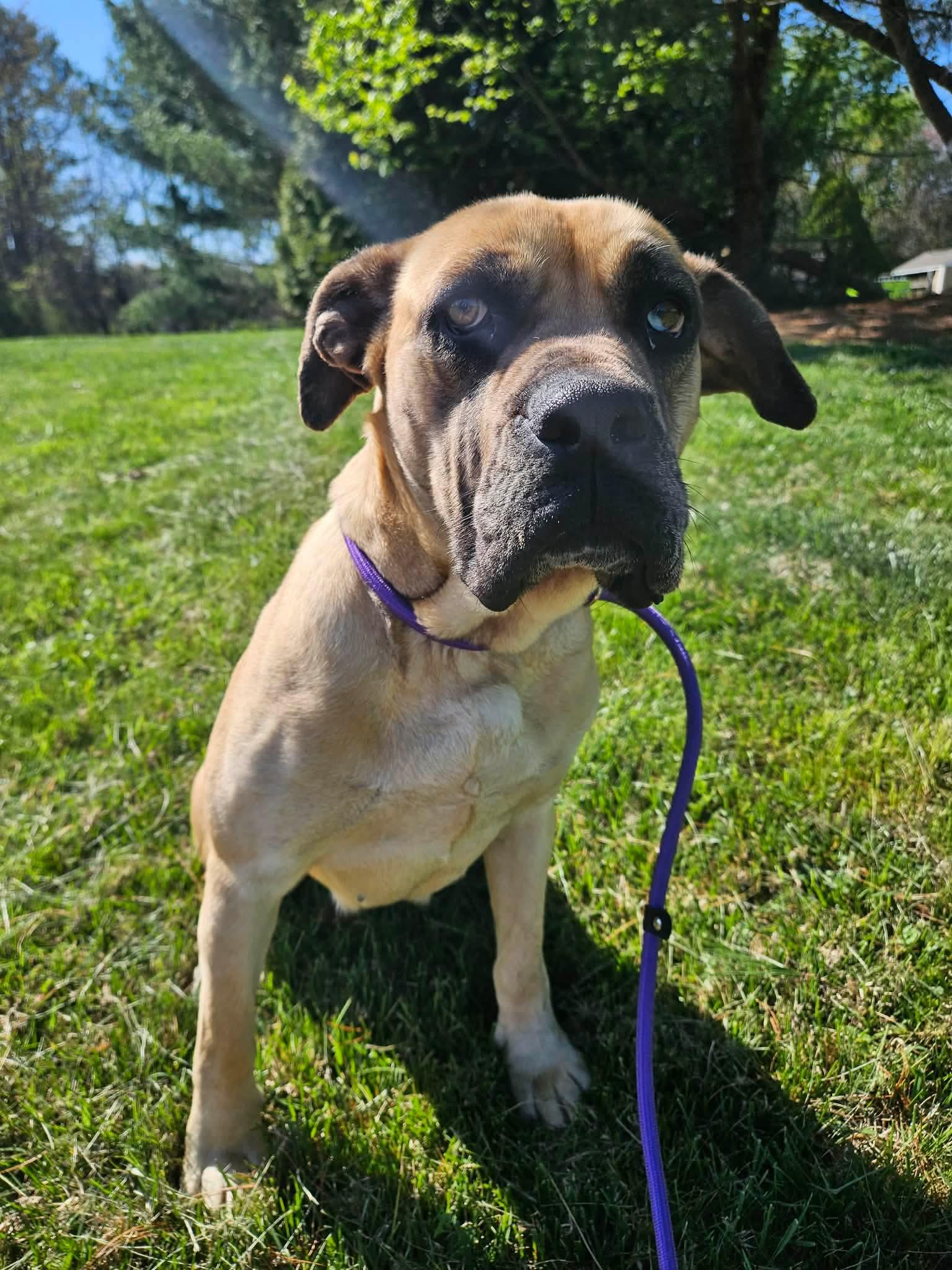 Enlarge Tulip, a ADOPTABLE Boerboel in Culpeper, VA image 3/4