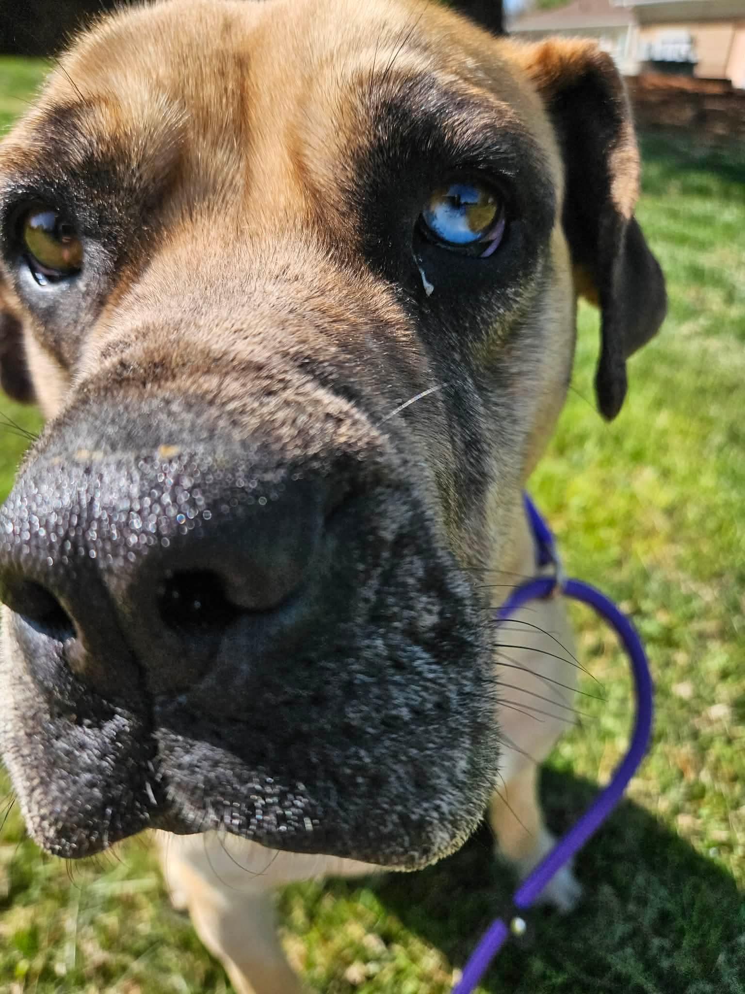 Enlarge Tulip, a ADOPTABLE Boerboel in Culpeper, VA image 2/4