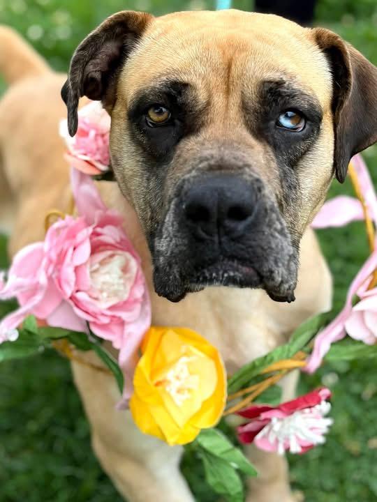 Tulip, ADOPTABLE, Young Female Boxer & Rhodesian Ridgeback.