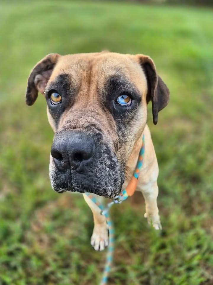 Enlarge Tulip, a ADOPTABLE mixed breed in Culpeper, VA image 4/6